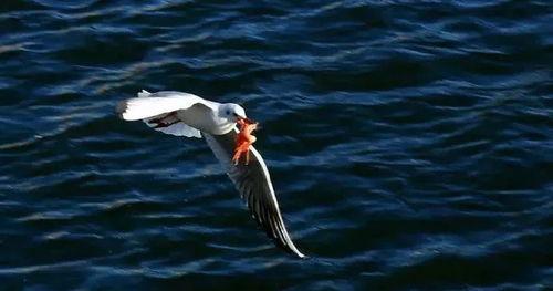 天津海鸥爆料事件视频曝光,事件真相引发公众关注  第1张