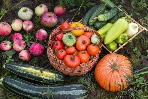 壶镇五廿八免费吃瓜,免费吃瓜狂欢，共享夏日清凉  第2张